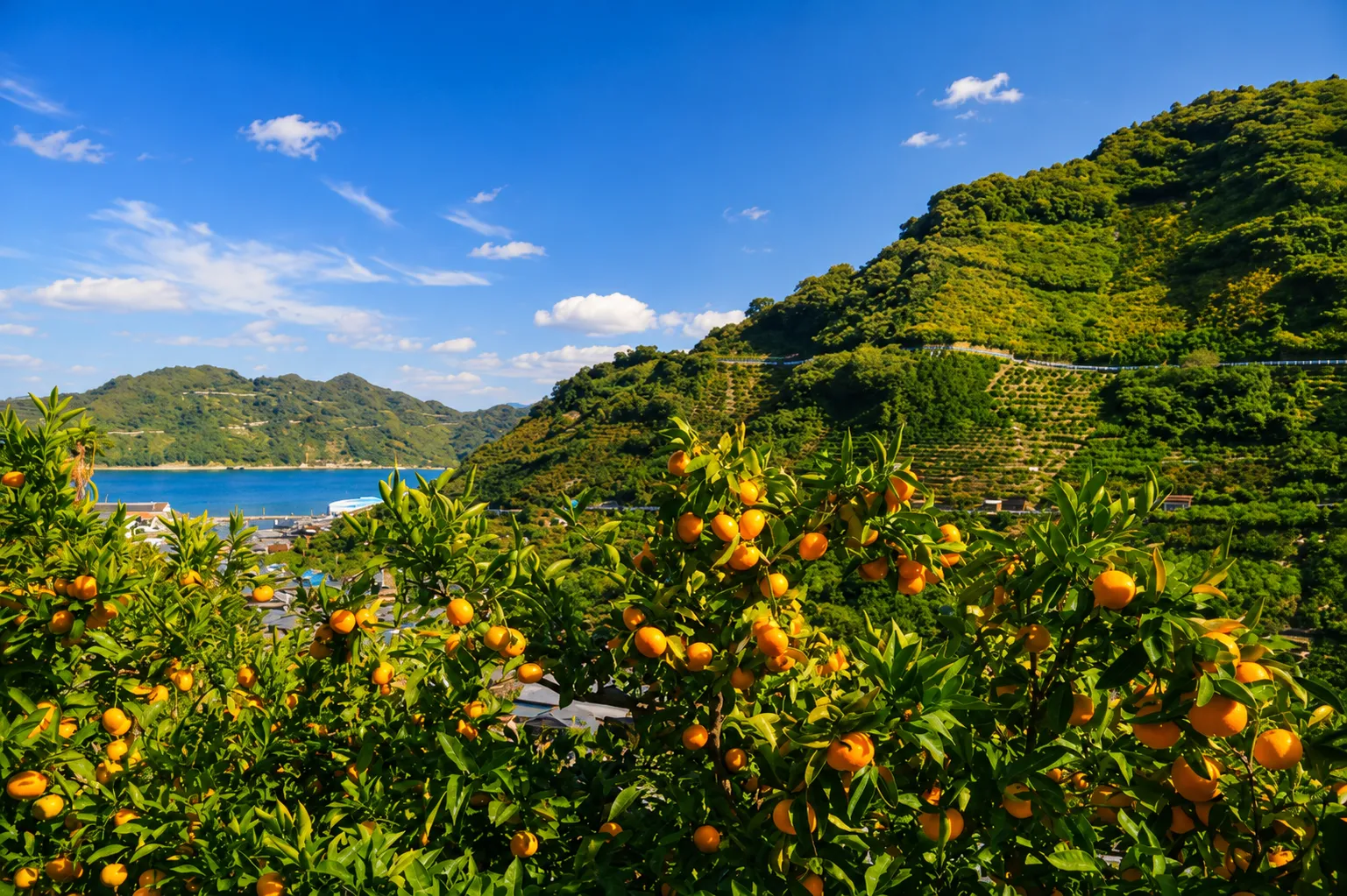 柑橘畑から望む瀬戸内海と島々